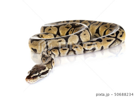 Ball python in studio 50688234