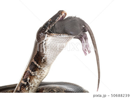 Python brongersmai in studio Python brongersmai in studio 50688239