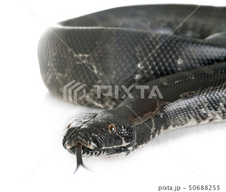 Python curtus in studio Python curtus in studio 50688255