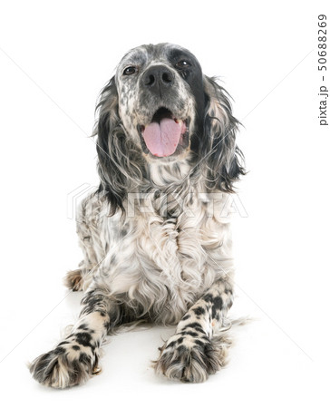 english setter in studio english setter in studio 50688269