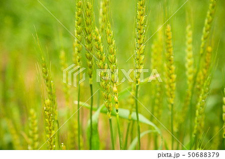 小麦のイメージ 50688379