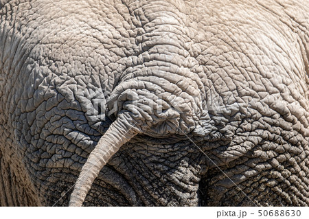 象のお尻 象のお尻 50688630