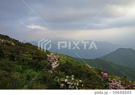 ツツジ 徳裕山 茂朱 50688885