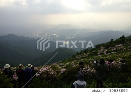 ツツジ 徳裕山 茂朱 50688896