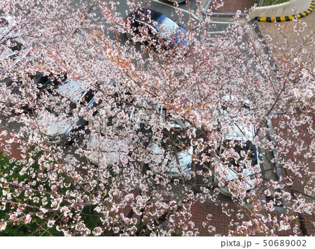 春 桜 花 50689002