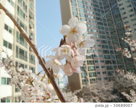 花 植物 桜 50689007