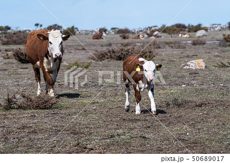 Cow and her calf on the go in a great plain 50689017