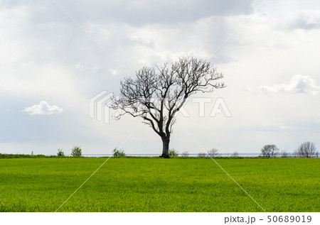 Lone leafless big tree in a green corn field 50689019