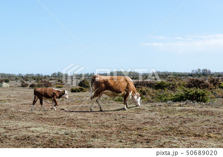 Grazing cow and calf at a dry great plain 50689020