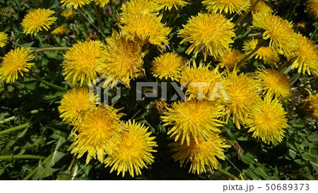 セイヨウタンポポ 50689373