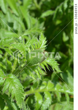 Oriental poppy Oriental poppy 50689454