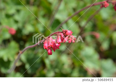 Ruby Bells Ruby Bells 50689455