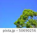 青空をバックにした緑色の木 50690256