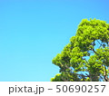 青空をバックし似た緑色の木 50690257