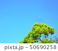 青空を背景にした緑色の木 50690258