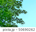 青空をバックにした京都八瀬の青もみじの葉 50690262