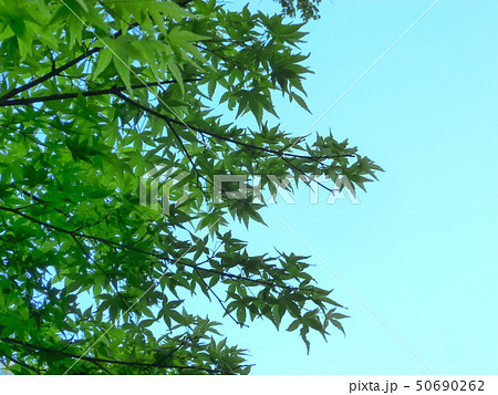 青空をバックにした京都八瀬の青もみじの葉 50690262