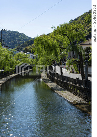 新緑の城崎温泉柳並木 新緑の城崎温泉柳並木 50690553