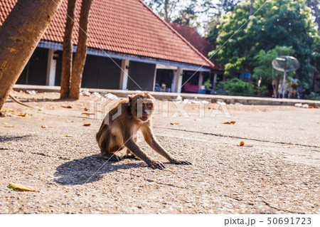 Monkey sit on ground. 50691723