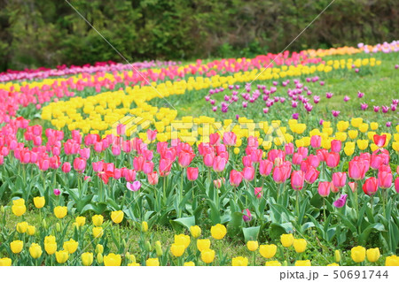 春の公園 チューリップ花畑 春の公園 チューリップ花畑 50691744