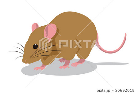 クマネズミのイラスト 50692019
