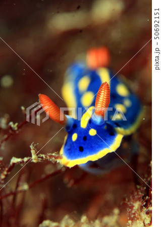 ダイビング　ウミウシ　アオウミウシ 50692151