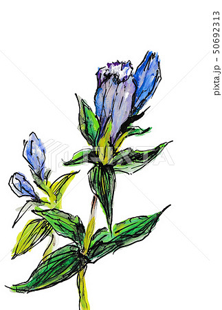 竜胆のイラスト素材