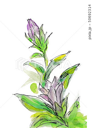 竜胆のイラスト素材 竜胆のイラスト素材