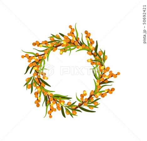 Wreath of branches of sea-buckthorn with berries and leaves. Vector illustration on white background Wreath of branches of sea-buckthorn with berries and leaves. Vector illustration on white background 50692421