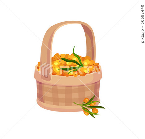 Checkered basket with handle full of sea buckthorn berries. Vector illustration on white background. 50692440