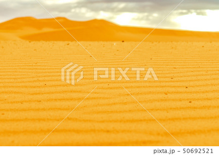 Beautiful sand dunes in the Sahara desert. 50692521