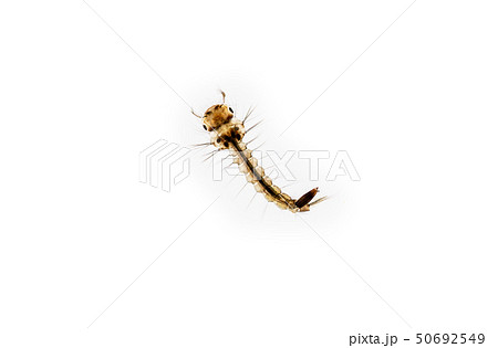 Mosquito larva on white background Mosquito larva on white background 50692549