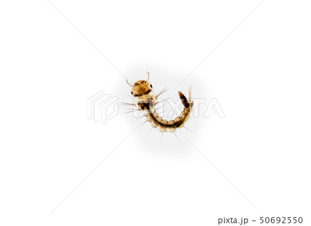 Mosquito larva on white background Mosquito larva on white background 50692550