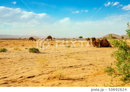 A cute, wild, single-humped camel lies on the ground in the Moroccan desert A cute, wild, single-humped camel lies on the ground in the Moroccan desert 50692624