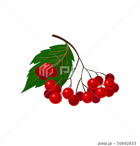 Berries of red viburnum. Vector illustration on white background. 50692635