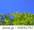 京都、八瀬の青空をバックにした青もみじ 50692797