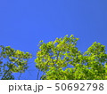 京都、八瀬の青空をバックにした青もみじ 50692798