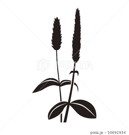 チアシードの植物 チアシードの植物 50692934