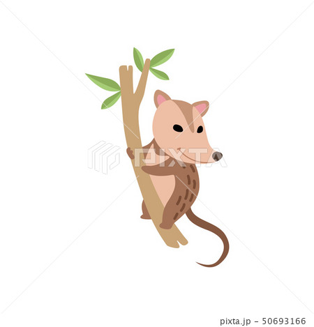 Cute Opossum Wild Animal on Tree Branch Vector Illustration Cute Opossum Wild Animal on Tree Branch Vector Illustration 50693166