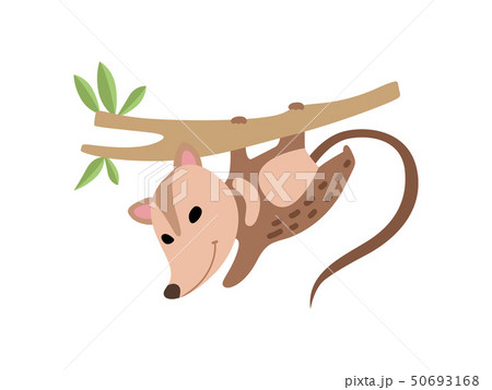 Cute Opossum Hanging on Tree Branch, Adorable Wild Animal Vector Illustration Cute Opossum Hanging on Tree Branch, Adorable Wild Animal Vector Illustration 50693168
