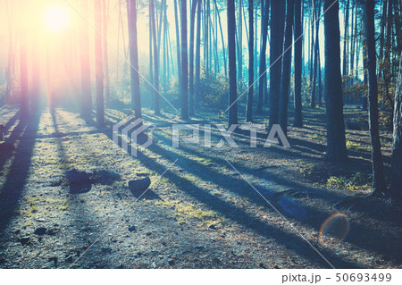 Fabulous foggy sunrise in the pine forest 50693499