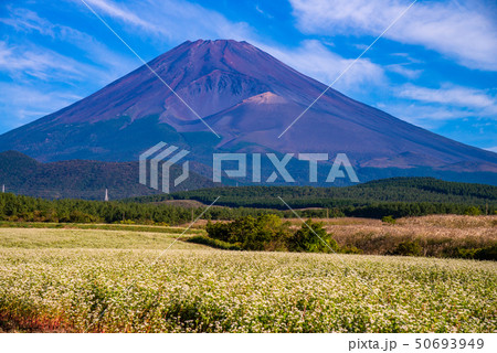 (静岡県)須山のソバ畑と富士山 (静岡県)須山のソバ畑と富士山 50693949