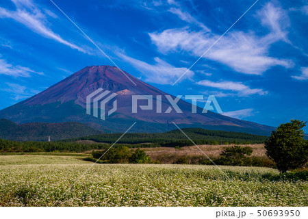 (静岡県)須山のソバ畑と富士山 (静岡県)須山のソバ畑と富士山 50693950