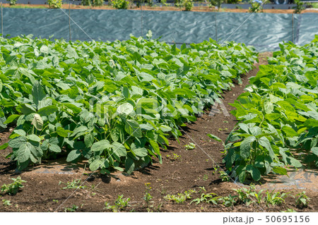 イモ畑 イモ畑 50695156
