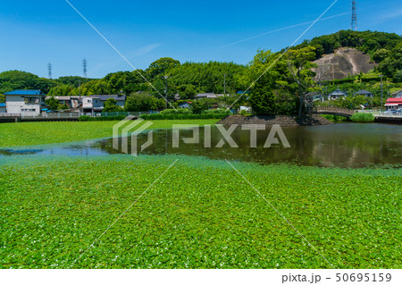 東の池　大磯町 50695159