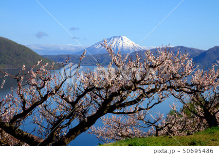 洞爺湖の春（６） 50695486