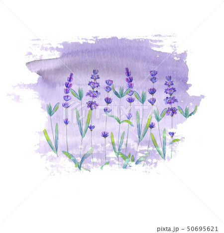 Lavender field pattern on purple stain isolated Lavender field pattern on purple stain isolated 50695621