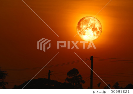 full egg moon back on silhouette plant and trees full egg moon back on silhouette plant and trees 50695821