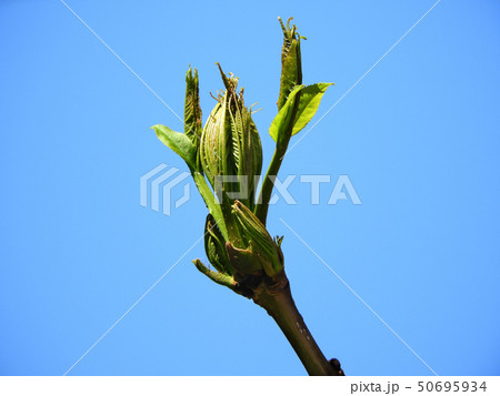 やちだも　新芽 50695934