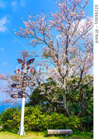 権現山展望公園の桜　【長崎市】 50696220